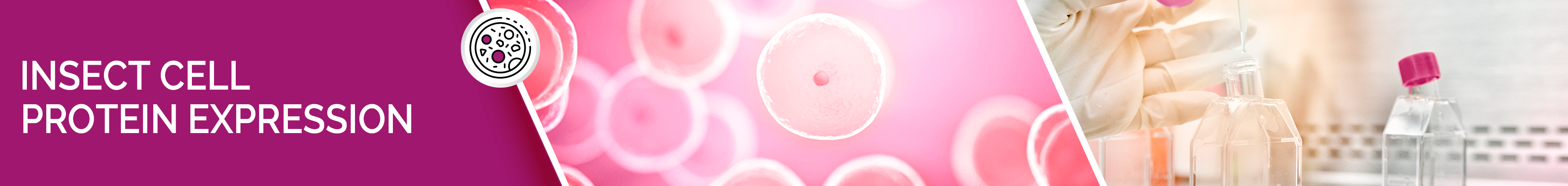 Insect Cell Protein Expression