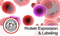Labeled Protein Expression