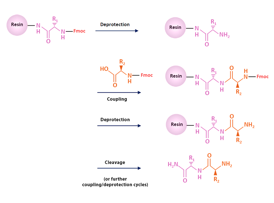 thesis on peptide synthesis pdf