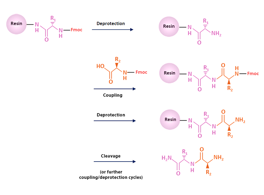 Peptide Synthesis