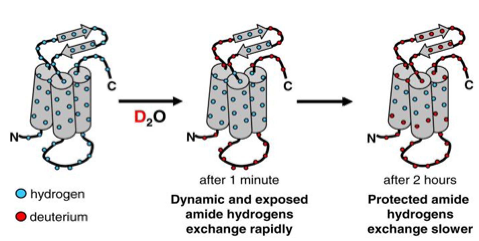 HDX