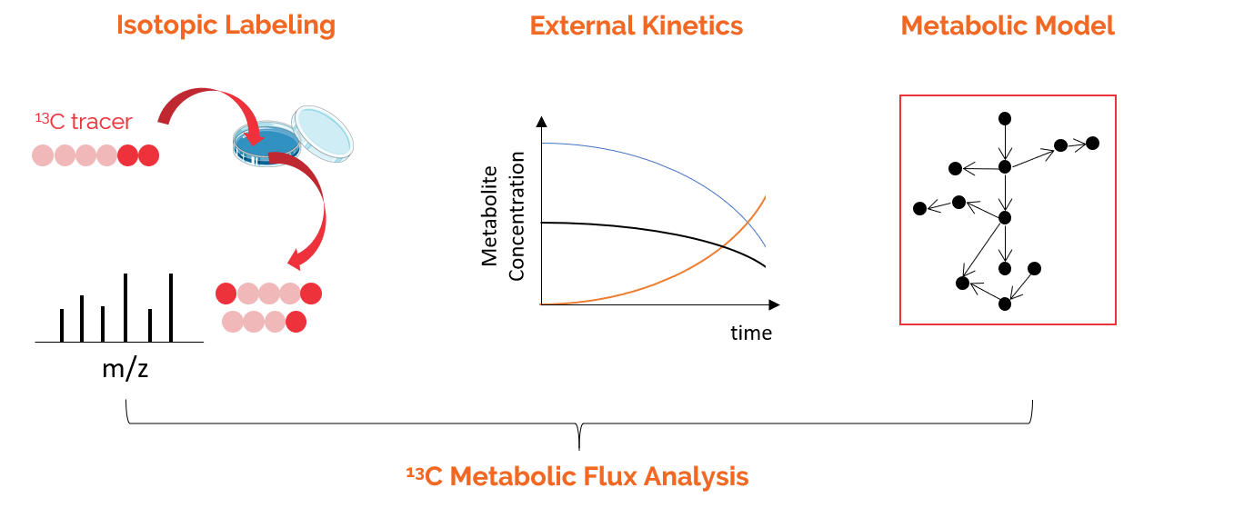 Metabolic Flux Analysis