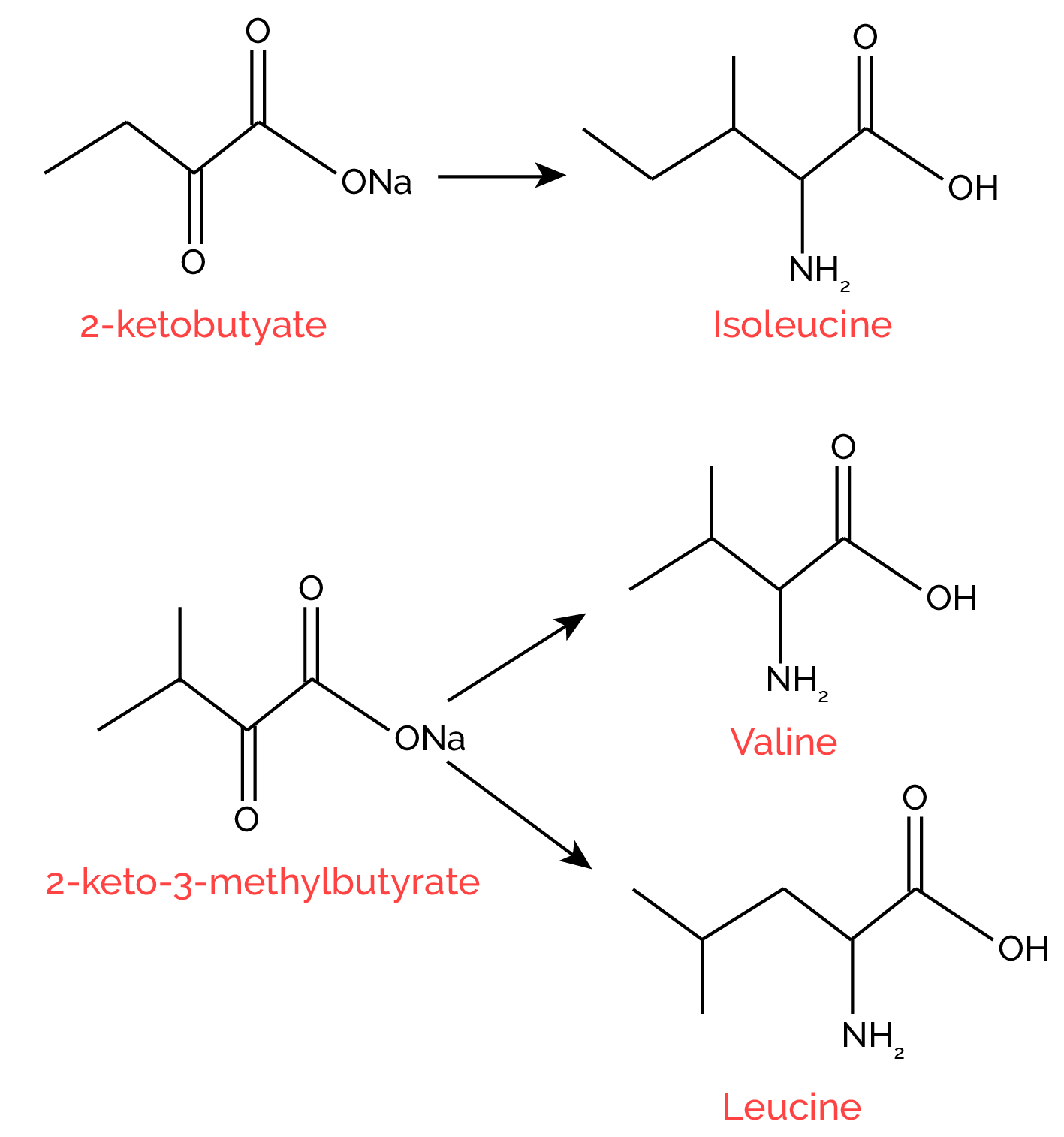 Methyl Labeling